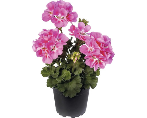 Pelargonium zonale s okom Ø 12 cm kvetináč 1 ks, rôzne druhy