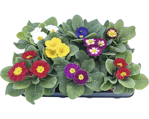 Primula acaulis Ø 9 cm kvetináč 1 ks, rôzne druhy