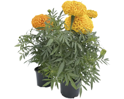 Aksamietnica, afrikán Tagetes erecta kvetináč Ø 9 cm 1 ks, rôzne druhy