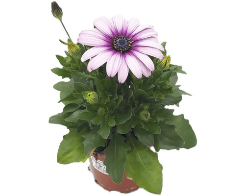 Osteospermum rastlina so svetlofialovými kvetmi v kvetináči