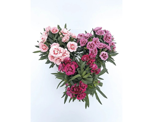 Tri trsy klinčekov s listami