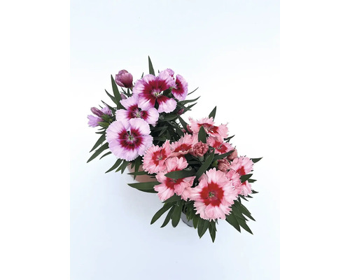 Dva kvetináče s kvetmi klinčekov