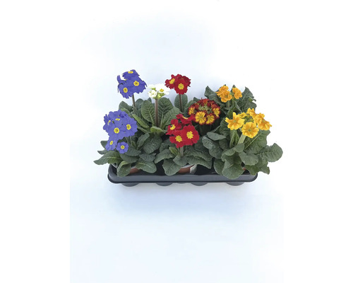 Kvetináč s rastlinami prvosienky