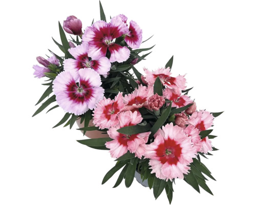 Klinček čínsky Dianthus chinensis kvetináč Ø 10 cm 1 ks, rôzne farby