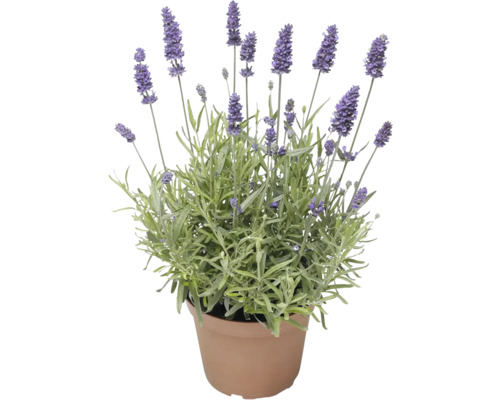 Levanduľa v kvetináči