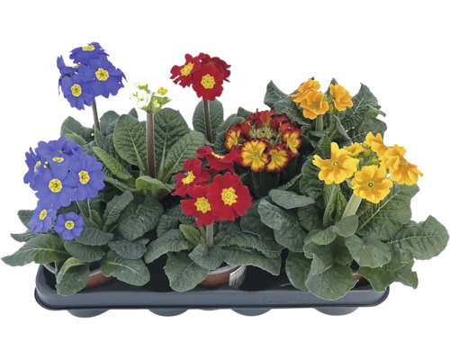 Prvosienky v rôznych farbách v kvetináči