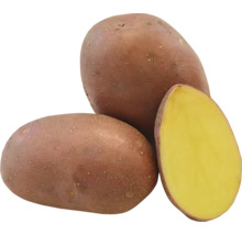 Zemiaky RED ANNA sadbové červené polorané 5 kg