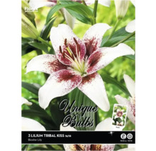 Balenie troch cibuliek ľalie Tribal Kiss