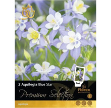 Balenie Aquilegia Blue Star, trvalka