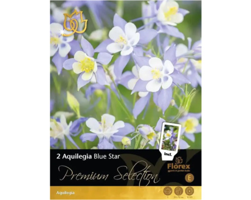 Orlíček Premium Selection Aquilegia 'Blue Star' 2 ks