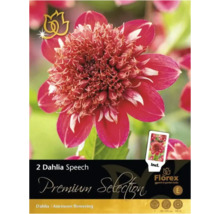 Balenie dvoch cibuliek georgíny Speech