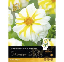 Balenie georgín Fire and Ice Lemon