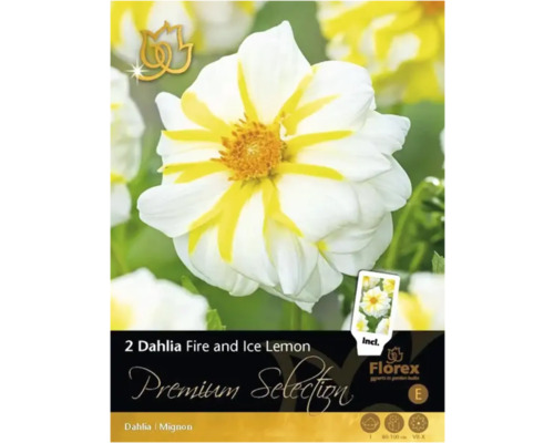 Dália Premium Selection 'Fire and Ice' 2 ks