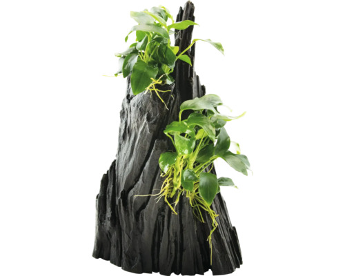 Dekorácia do akvária s rastlinou Anubias na drevenom koreni