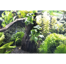 Akvárium s vodnými rastlinami a dekoratívnym koreňom