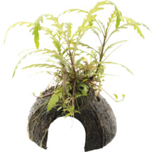 Akvarijná rastlina na kokosovom orechu