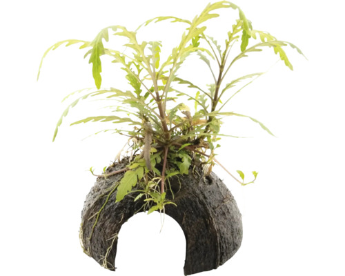 Akvarijná rastlina na kokosovom orechu