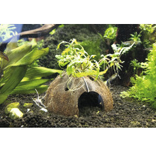 Dekorácia akvária: kokosová jaskyňa s rastlinami