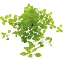 Rastlina bazalky so zelenými listami