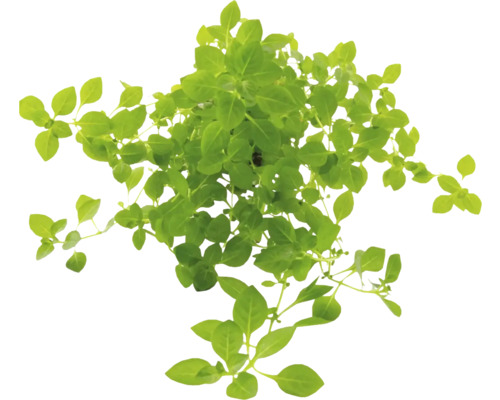 Vodná rastlina Ludwigia palustris Green Rastlina bazalky so zelenými listami