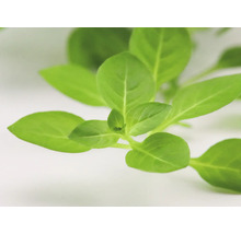 Detailný záber listov bazalky