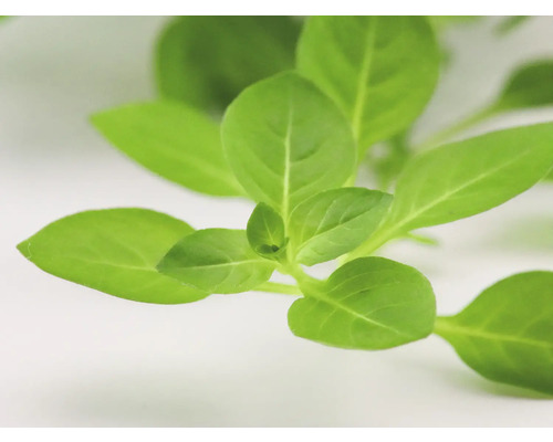 Detailný záber listov bazalky