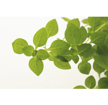 Rastlina bazalky so zelenými listami