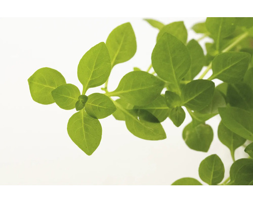 Rastlina bazalky so zelenými listami