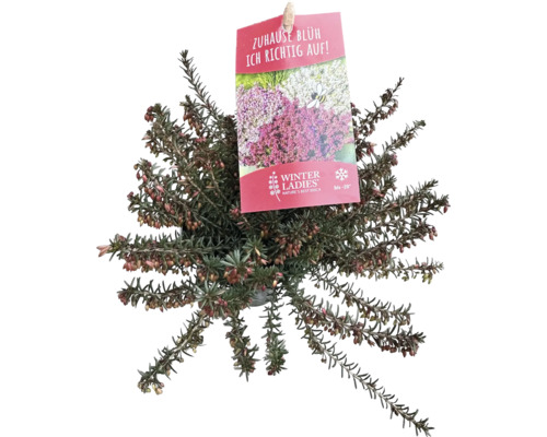 Vresovec pleťový FloraSelf Erica carnea 'Winterladies' kvetináč Ø 9,5 cm 1 ks, rôzne druhy