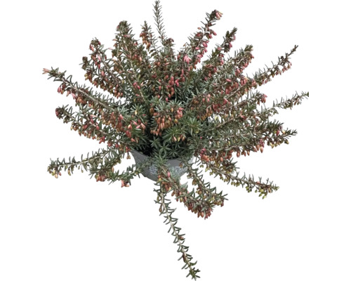 Kvitnúci vresovec v kvetináči pre záhradu