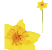Ilustrácia kvetu narcisu