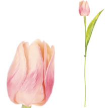 Dva kvety tulipánov so stonkou
