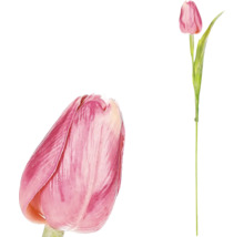 Detailný záber jediného ružového kvetu tulipánu a kvetu tulipánu na stonke