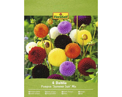 Cínie FloraSelf Pompon 'Summer Sun' mix 4 ks