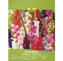 FloraSelf 50 gladiol Grandiflora ''Fantasy'' mix