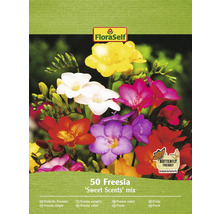 Kvetinové cibule frézie FloraSelf, zmes Sweet Scents, balenie 50 kusov