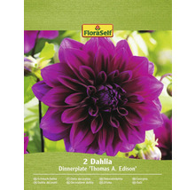 Dve georgíny odrody Dinnerplate Thomas A. Edison