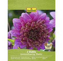 Balenie dvoch veternicovitých georgín odrody ''Mambo''