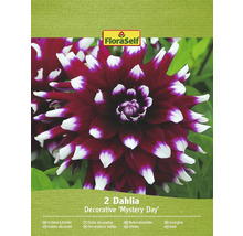 Balenie dvoch okrasných georgín odrody Mystery Day