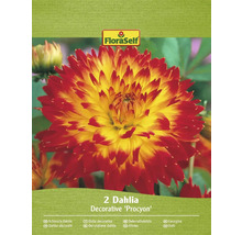 Balenie dvoch okrasných georgín Procyon