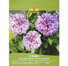 Balenie dvoch okrasných georgín Go Go Speckled