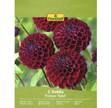 Dve georgíny pomponky ''Natal'' v balení od FloraSelf