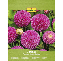 Balenie pompon dahlia odrody Franz Kafka