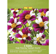 Balenie dvoch jednoducho kvitnúcich georgín odrody Twyning''s Smartie