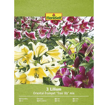 Balenie 3 ľalií odrody Oriental-Trumpet ''Tree lily'' Mix