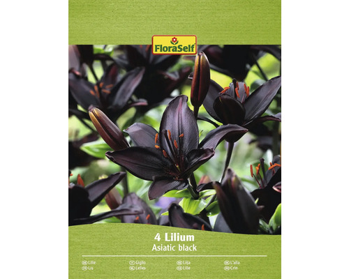 Ázijská ľalia FloraSelf 'Asiatic black' 4 ks