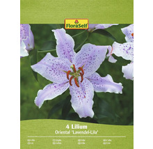 Balenie štyroch ľalií odrody Oriental Lavendel-Lila