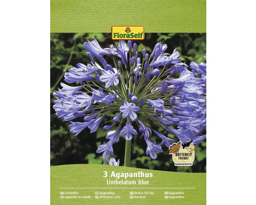 Agapant FloraSelf Agapanthus umbelatum 1 ks modrý