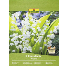 Balenie konvaliniek FloraSelf s piatimi rastlinami Convallaria Majalis