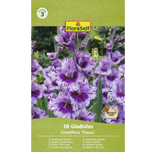 Balenie veľkokvetých gladiol, odroda Passos